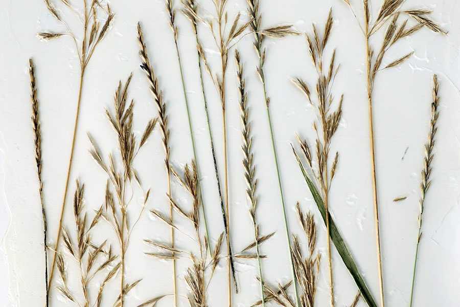 Encasing Natural Objects in Acrylics: Petals and Leaves